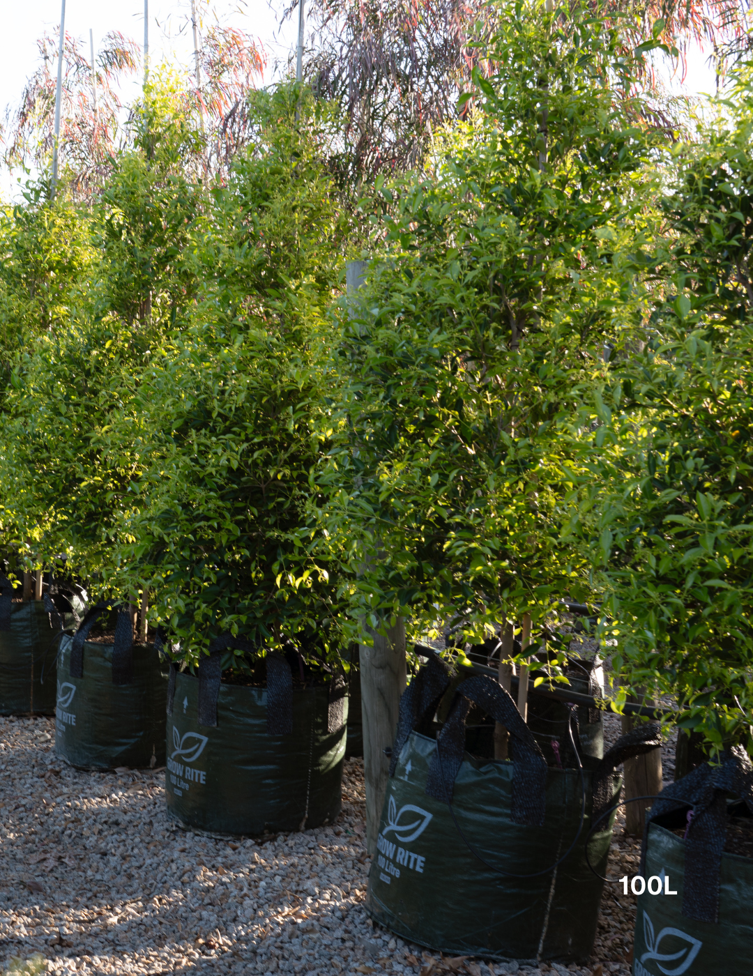 Acmena smithii 'Sublime' - Lilly Pilly - Evergreen Trees Direct