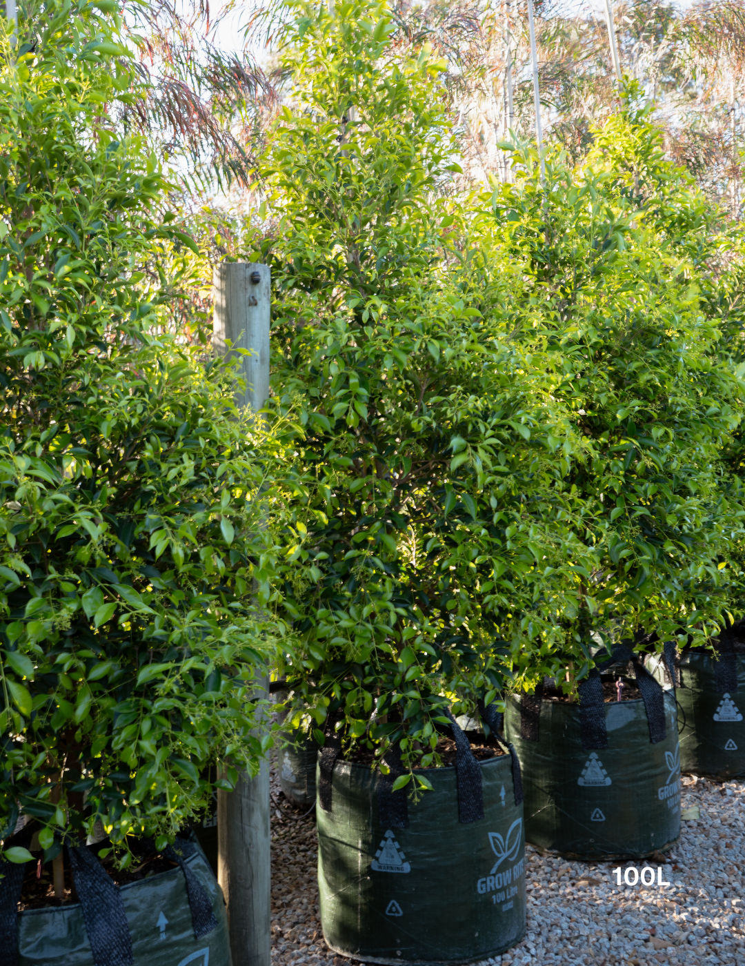 Acmena smithii 'Sublime' - Lilly Pilly - Evergreen Trees Direct