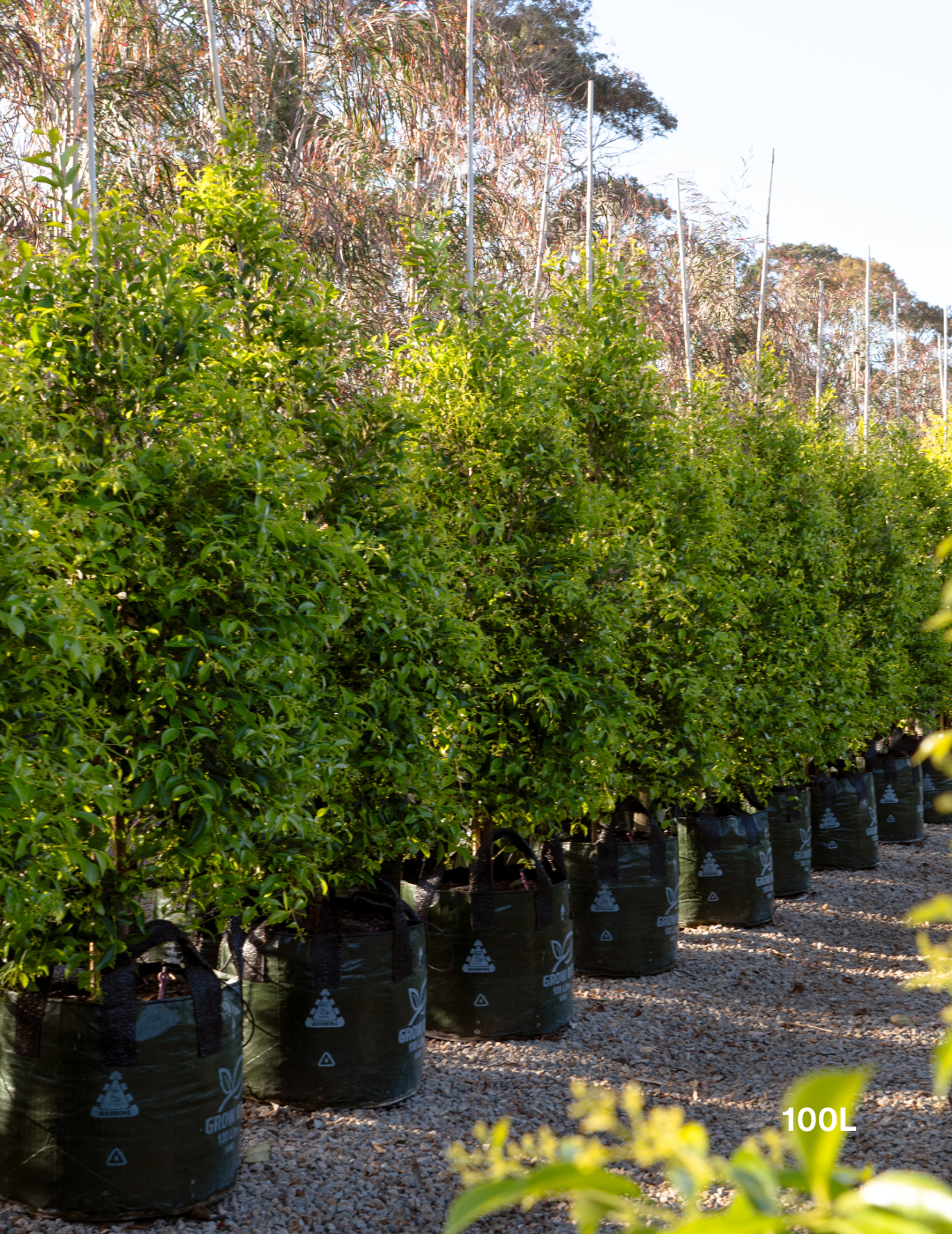 Acmena smithii 'Sublime' - Lilly Pilly - Evergreen Trees Direct