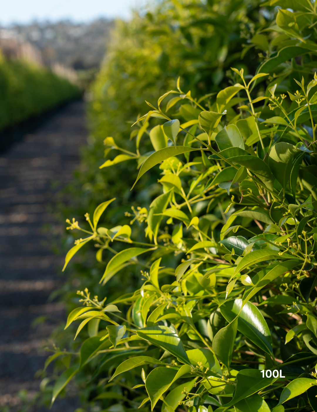 Acmena smithii 'Sublime' - Lilly Pilly - Evergreen Trees Direct
