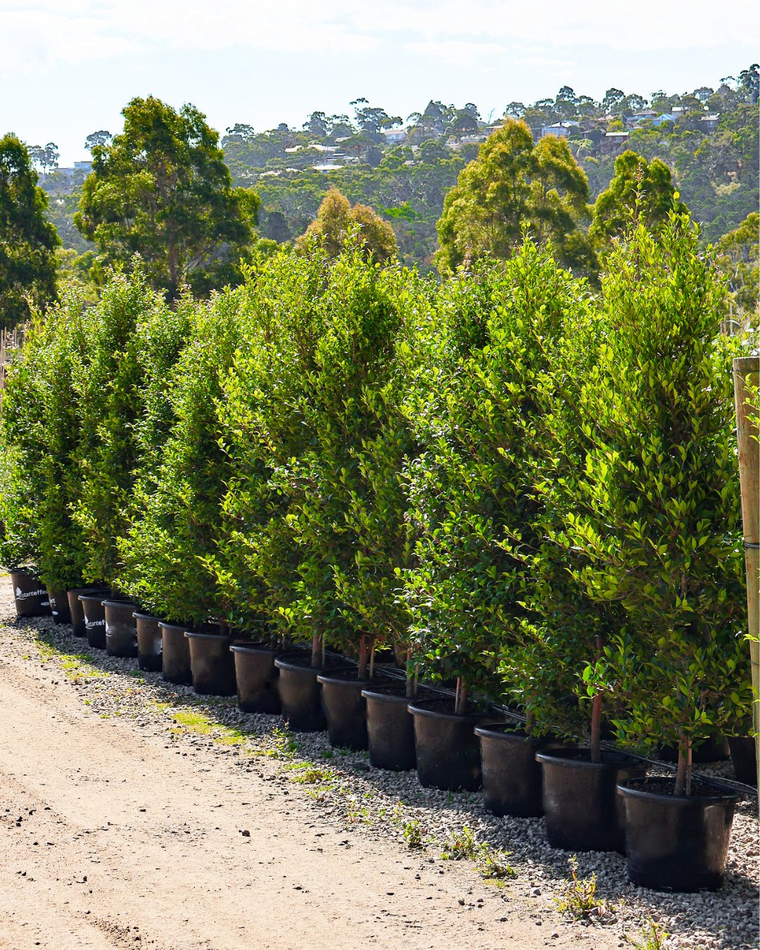 Evergreen Trees Direct