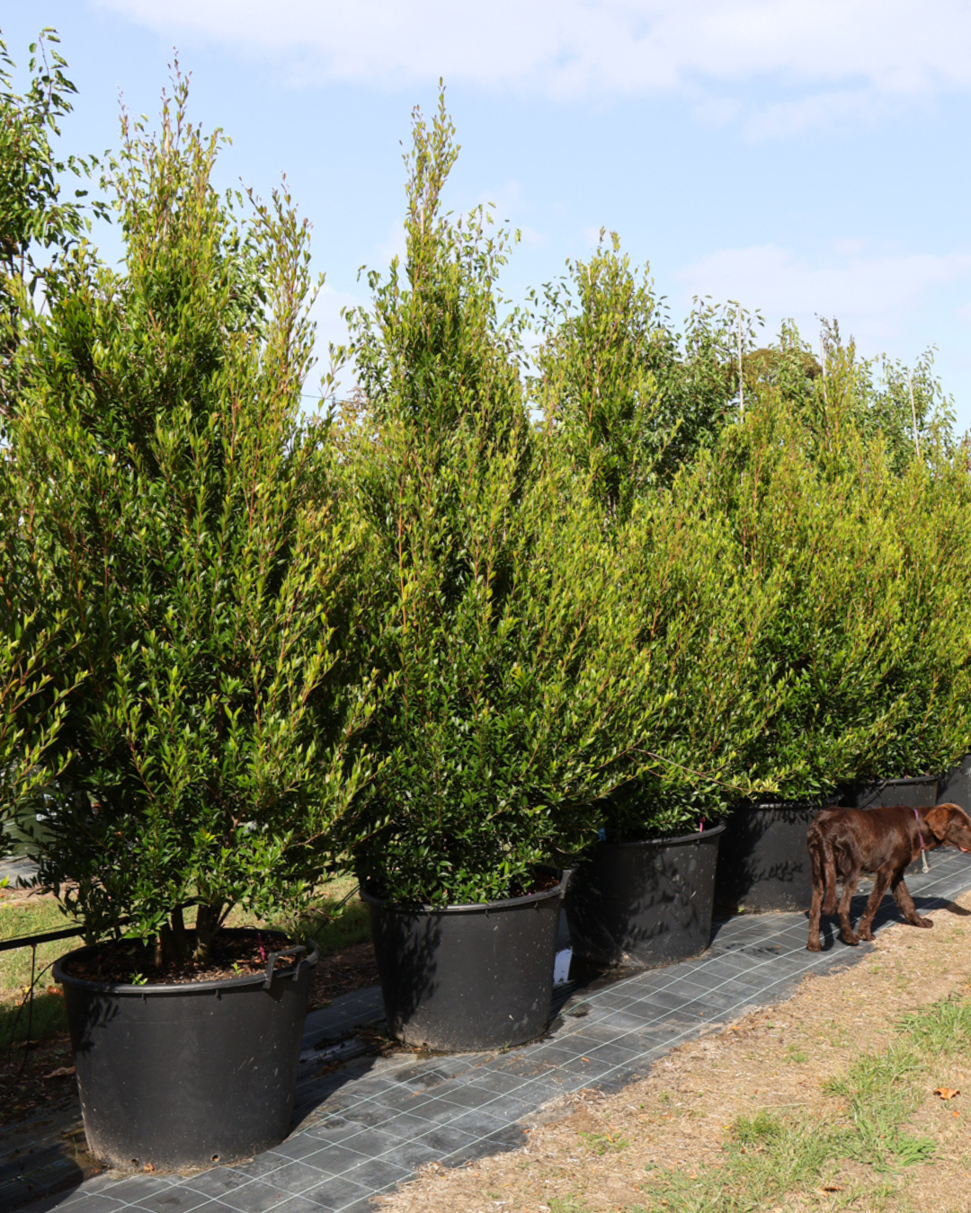 Evergreen Trees Direct