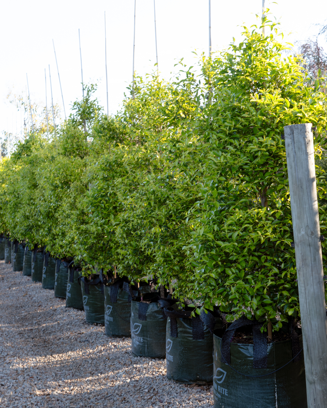 Evergreen Trees Direct