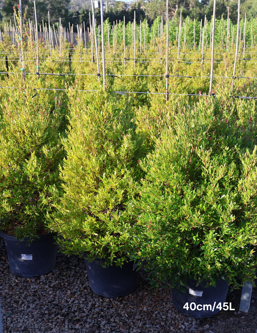 Acmena smithii 'Forest Flame' - Lilly Pilly - Evergreen Trees Direct