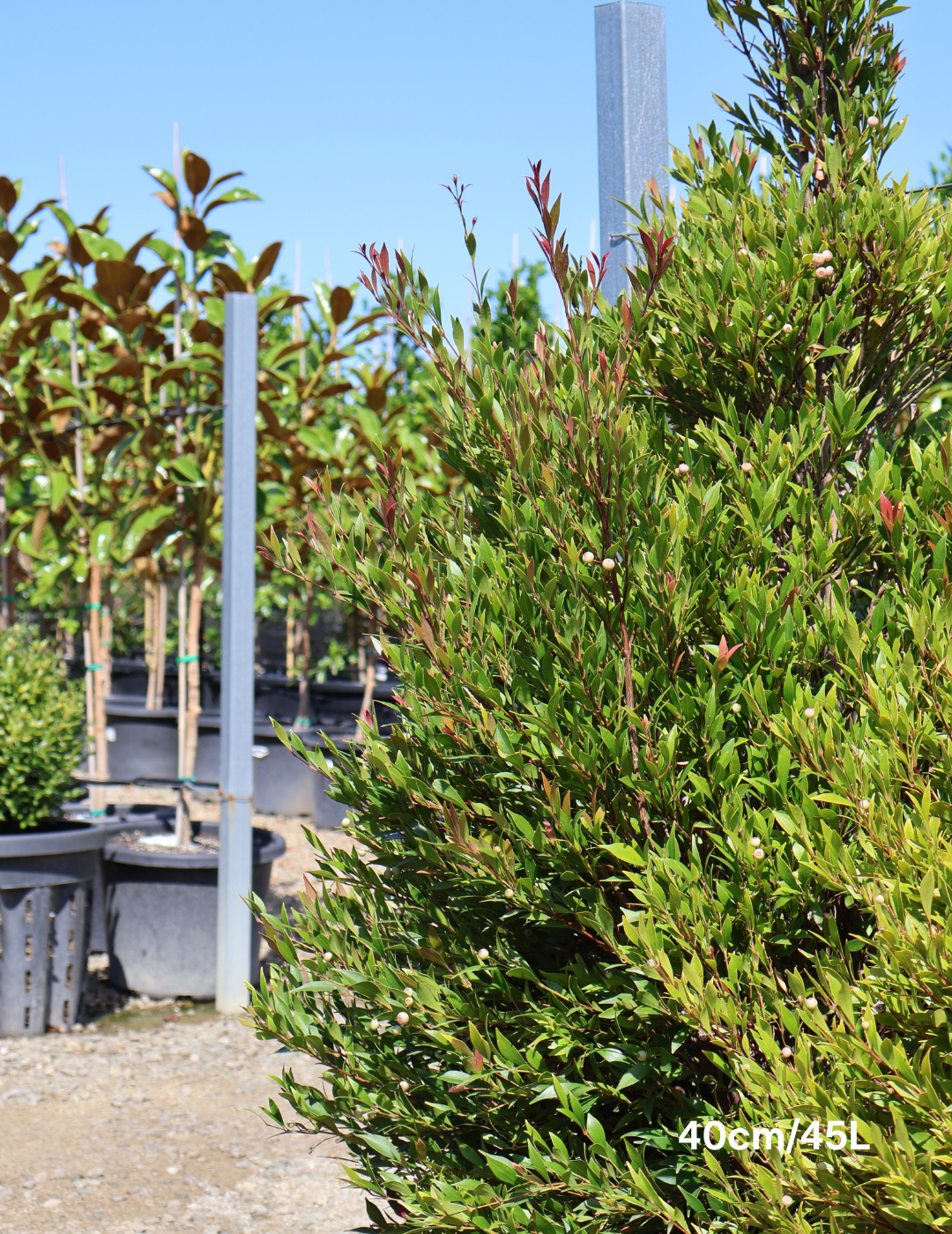 Acmena smithii 'Forest Flame' - Lilly Pilly - Evergreen Trees Direct