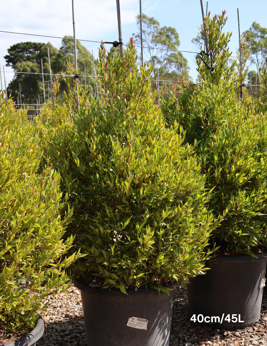 Acmena smithii 'Forest Flame' - Lilly Pilly - Evergreen Trees Direct