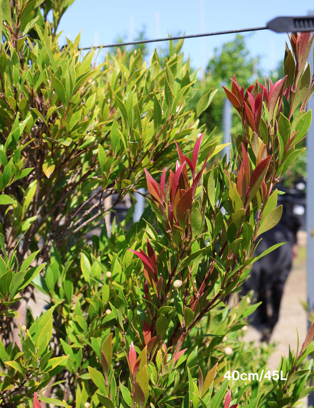 Acmena smithii 'Forest Flame' - Lilly Pilly - Evergreen Trees Direct