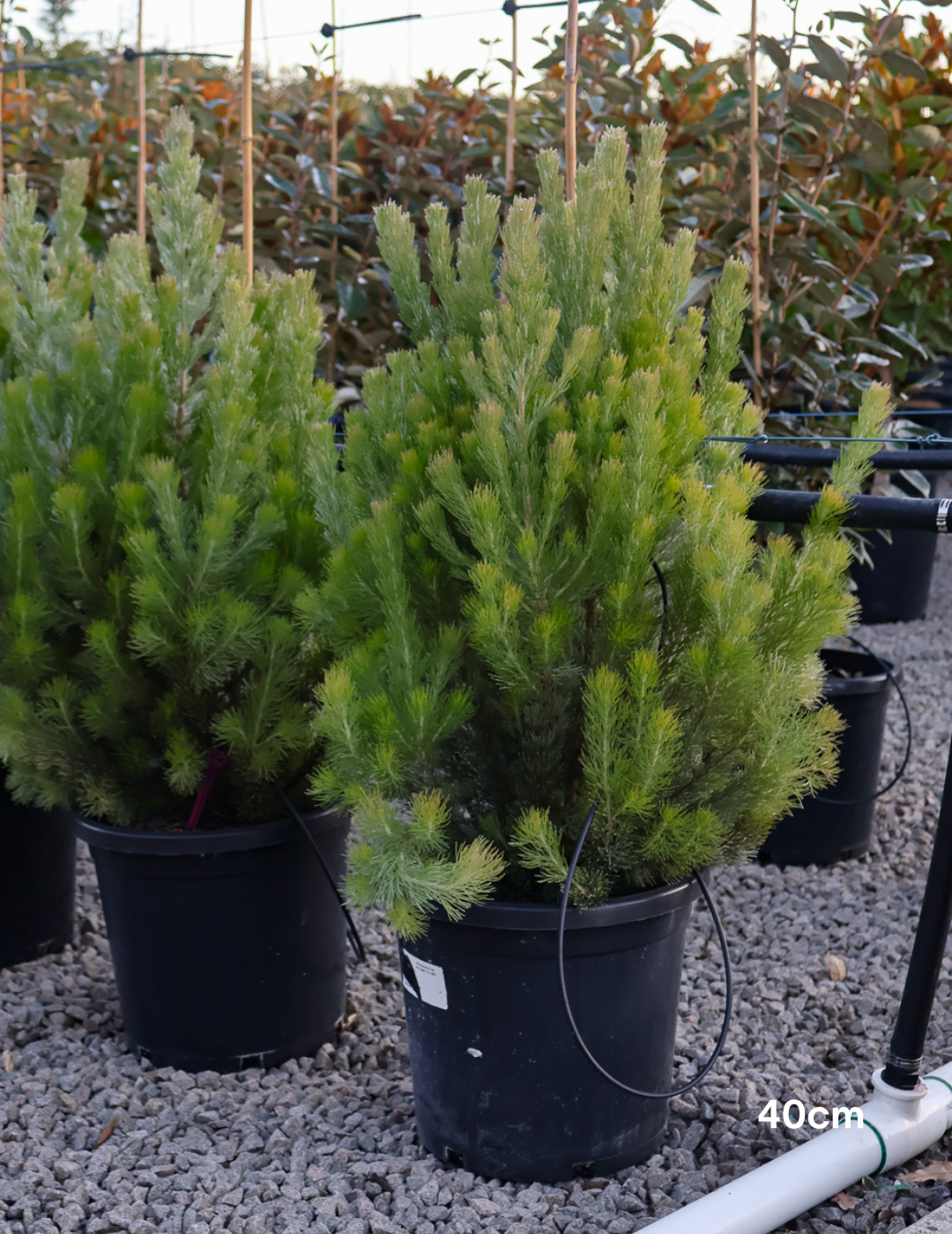 Adenanthos sericeus - Woolly Bush - Evergreen Trees Direct