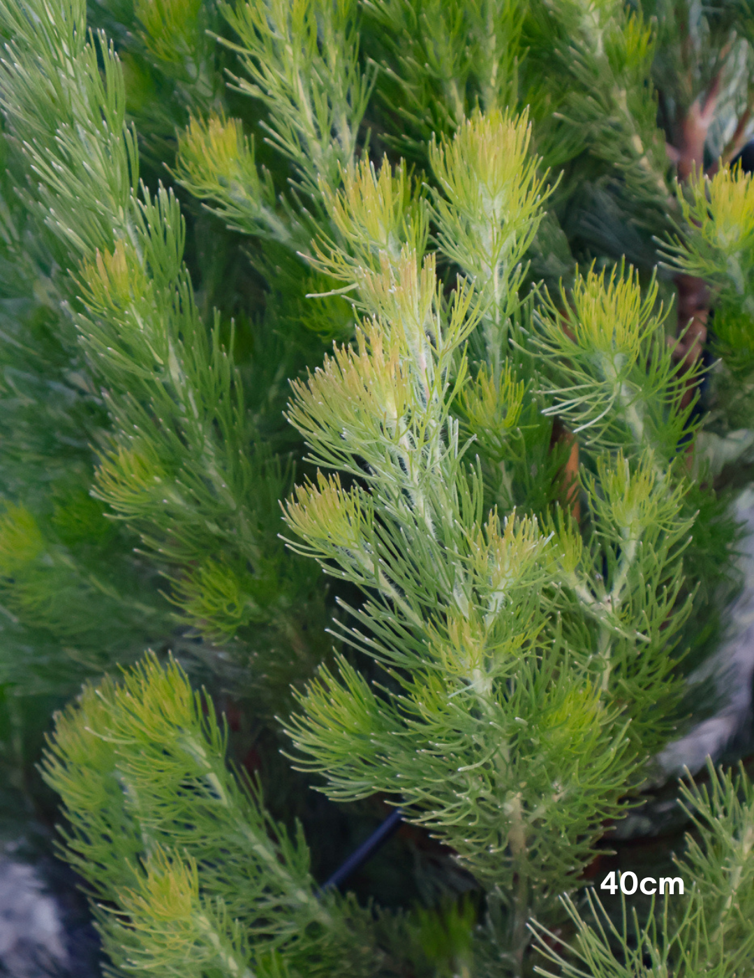 Adenanthos sericeus - Woolly Bush - Evergreen Trees Direct