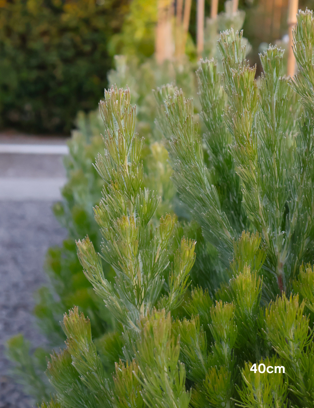 Adenanthos sericeus - Woolly Bush - Evergreen Trees Direct