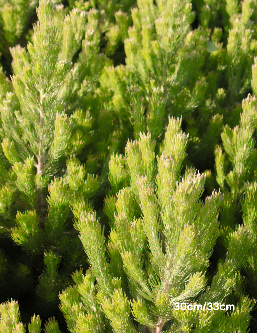 Adenanthos sericeus - Woolly Bush - Evergreen Trees Direct