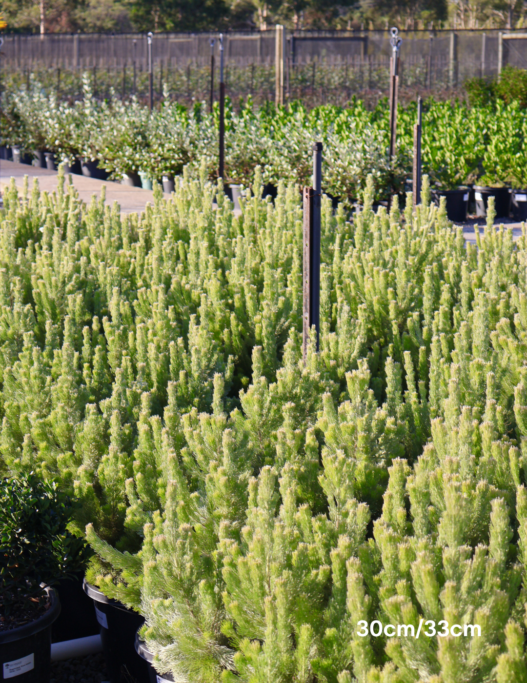 Adenanthos sericeus - Woolly Bush - Evergreen Trees Direct