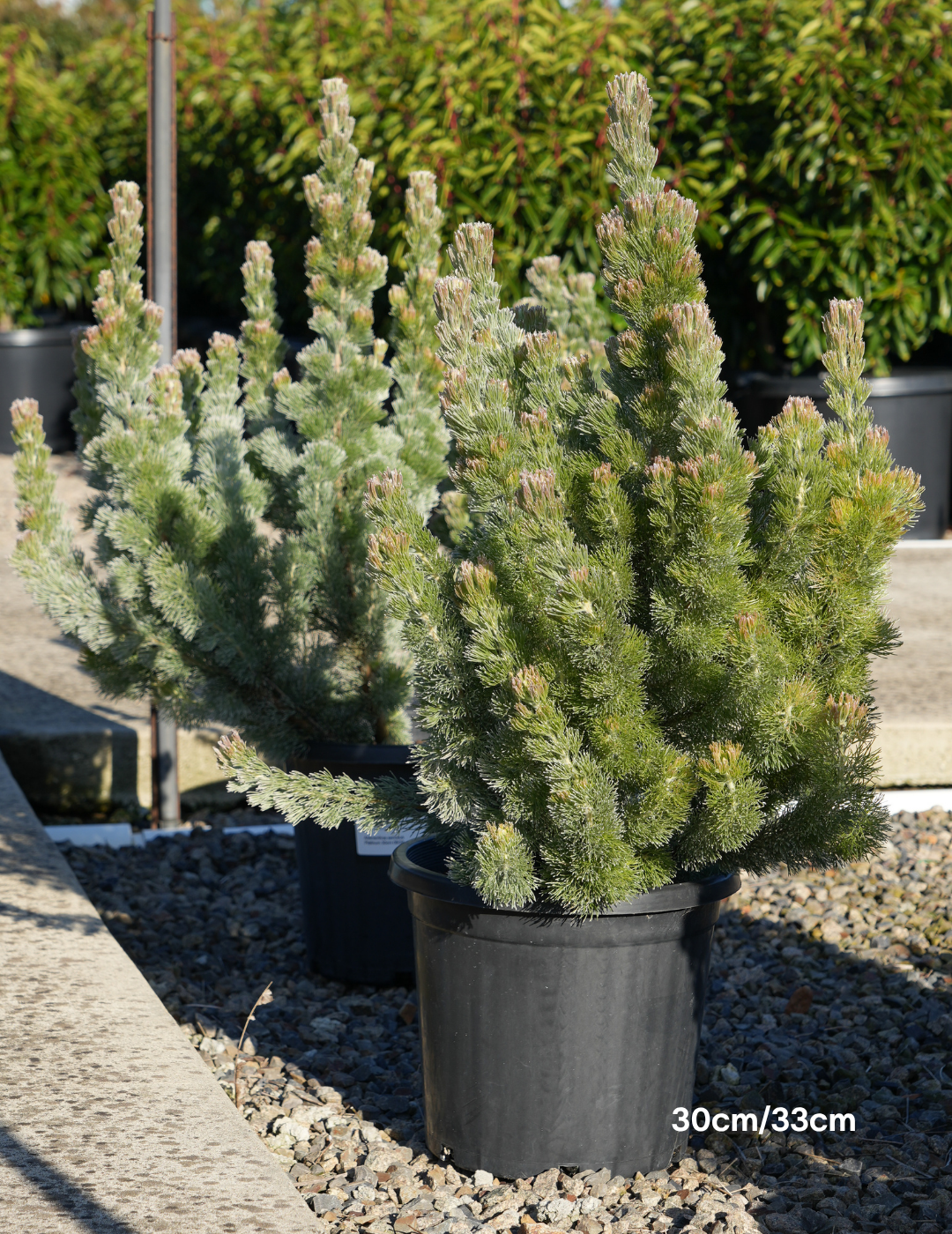 Adenanthos sericeus - Woolly Bush