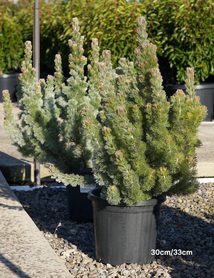 Adenanthos sericeus - Woolly Bush