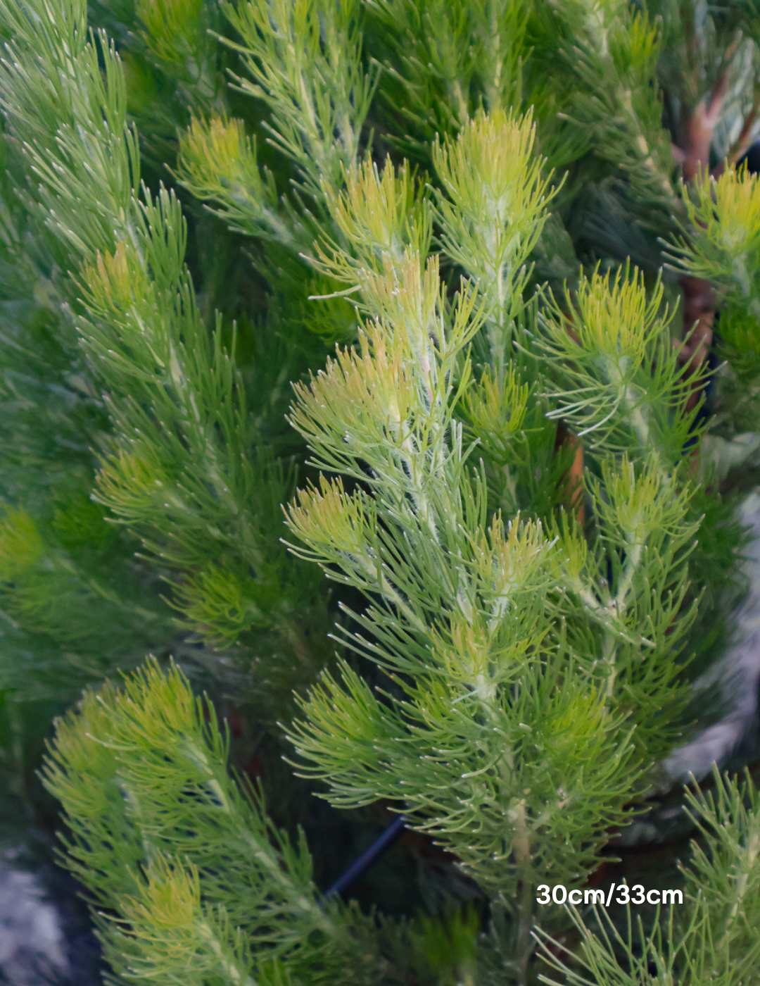 Adenanthos sericeus - Woolly Bush