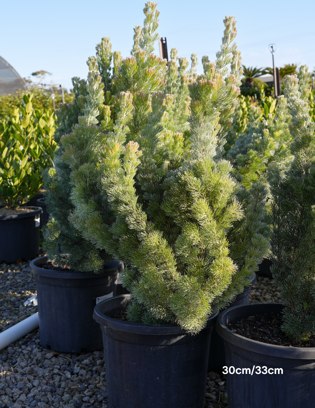 Adenanthos sericeus - Woolly Bush