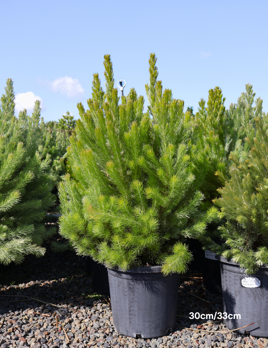 Adenanthos sericeus - Woolly Bush