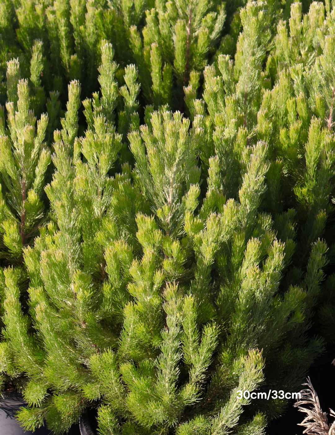 Adenanthos sericeus - Woolly Bush