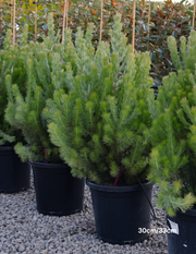 Adenanthos sericeus - Woolly Bush - Evergreen Trees Direct