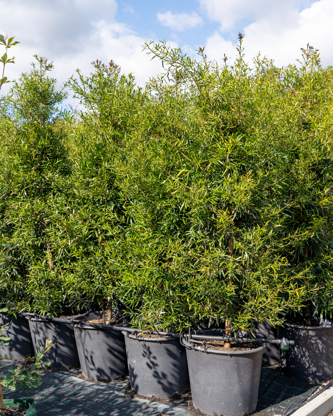 Afrocarpus falcatus – Podocarpus / Outeniqua Yellowwood