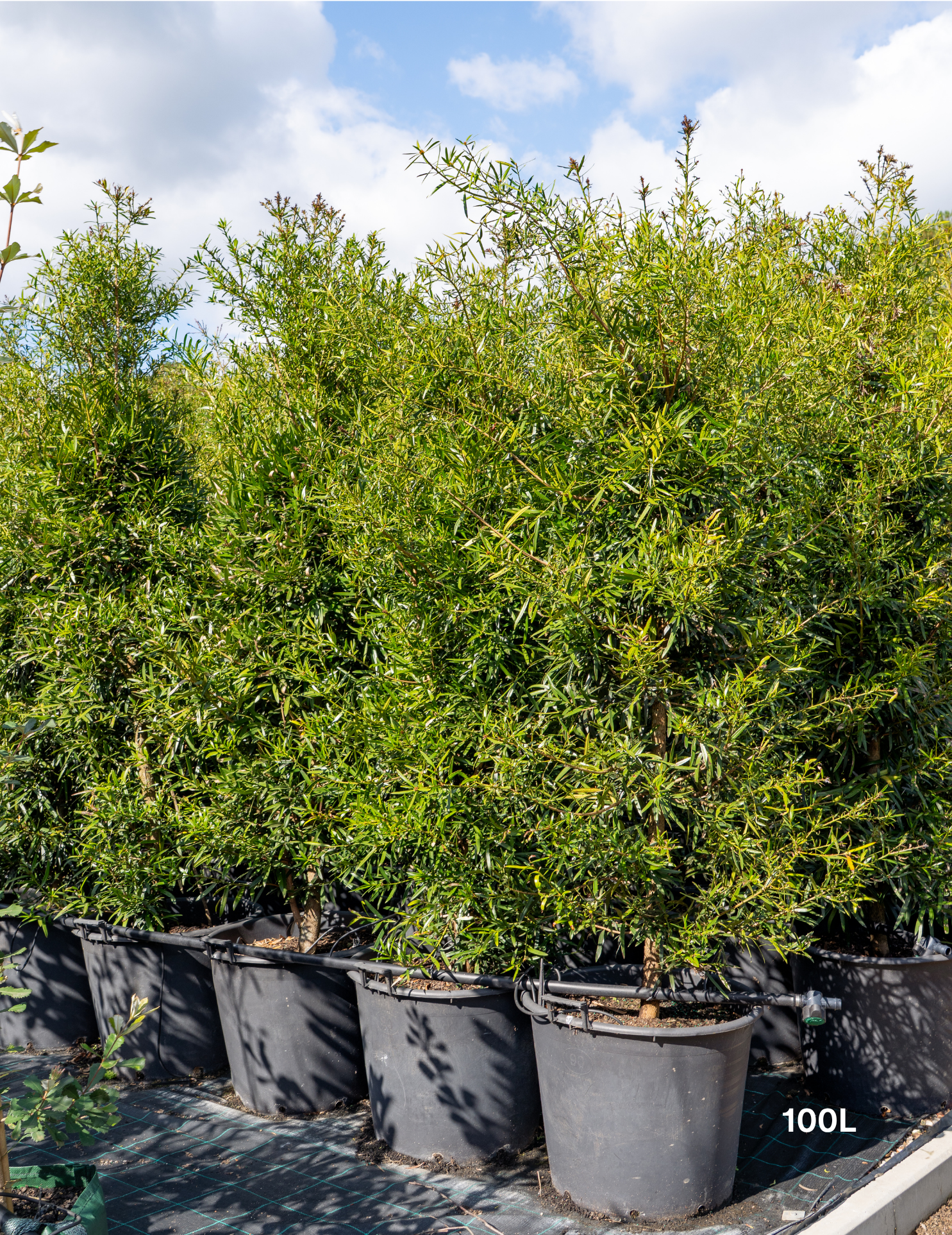Afrocarpus falcatus – Podocarpus / Outeniqua Yellowwood