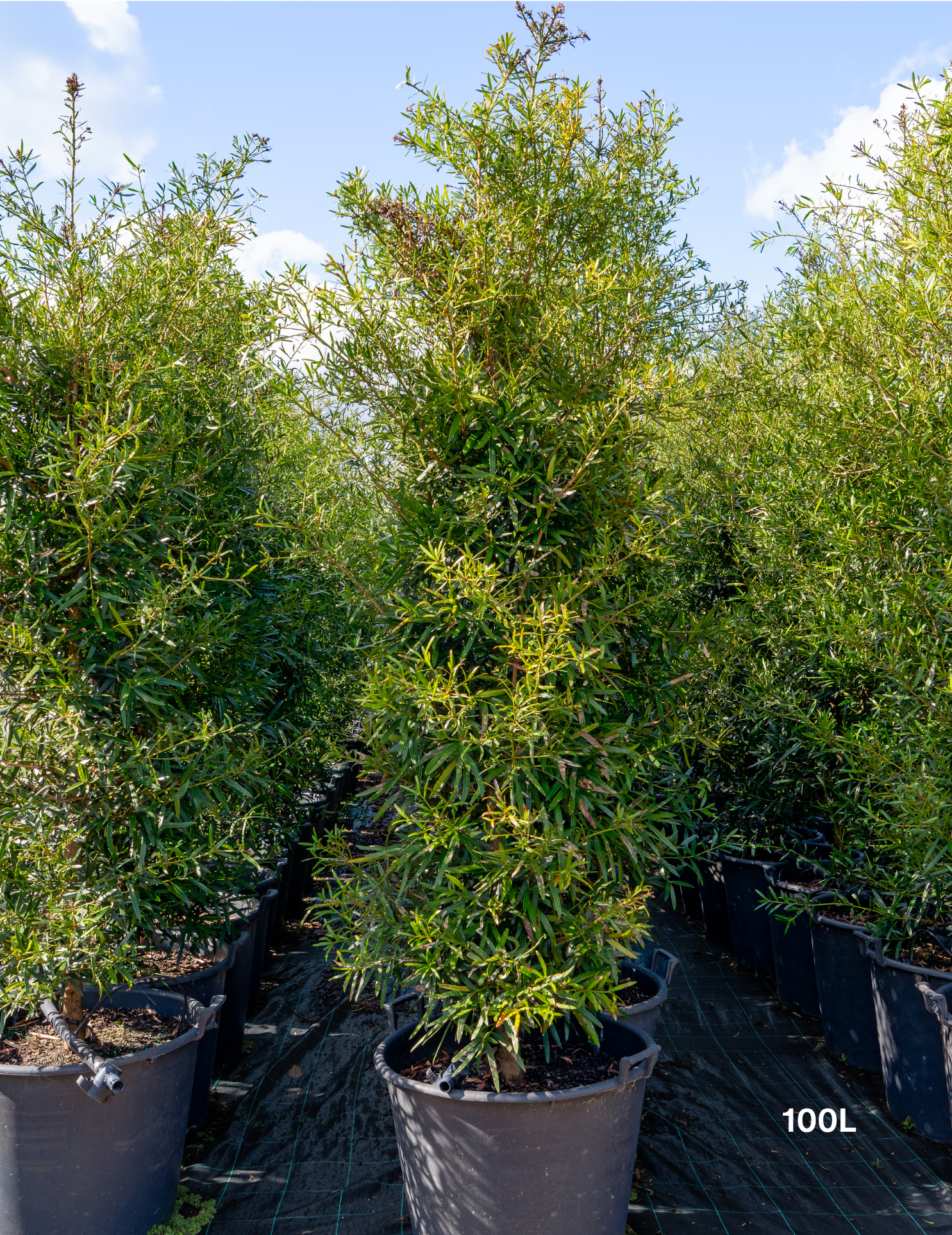 Afrocarpus falcatus – Podocarpus | Evergreen Feature Tree