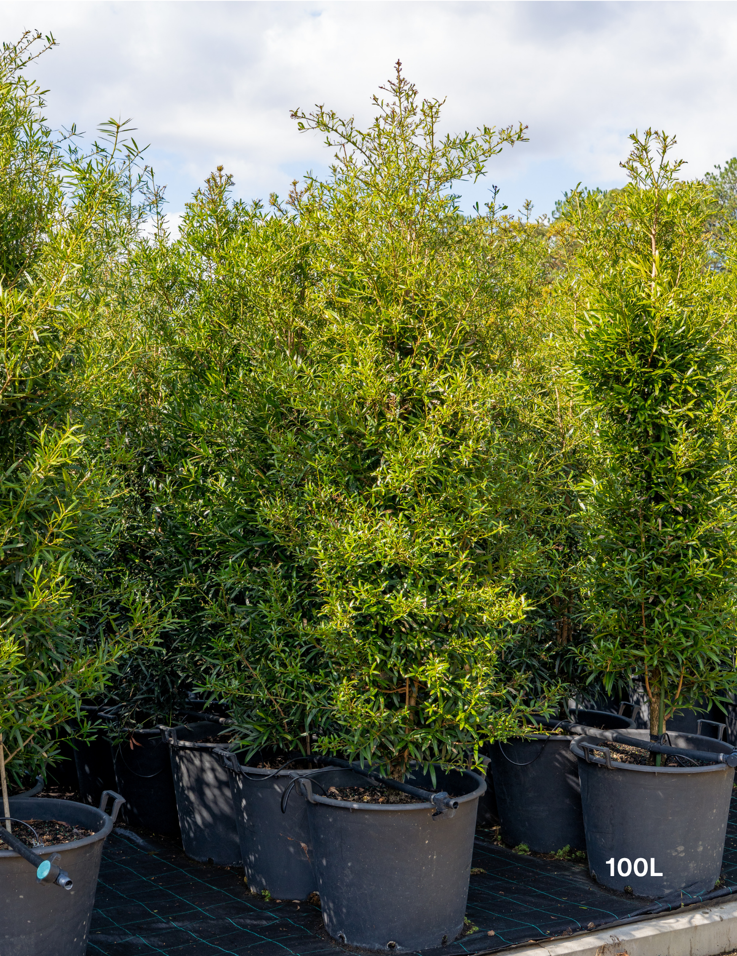 Afrocarpus falcatus – Podocarpus / Outeniqua Yellowwood