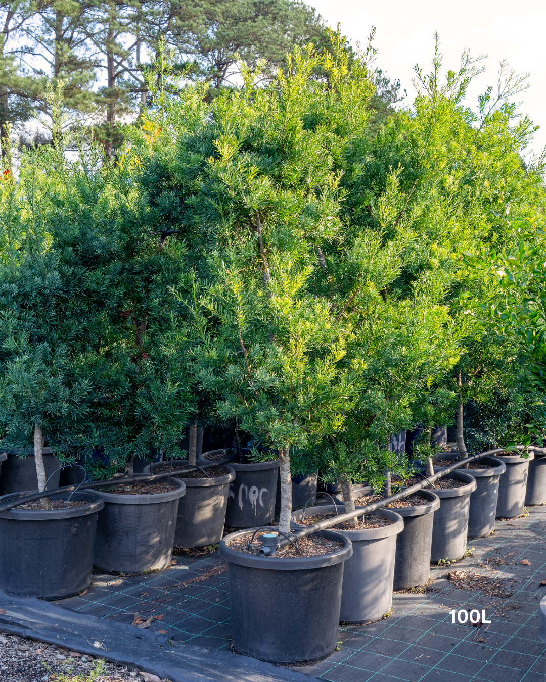 Afrocarpus falcatus – Podocarpus / Outeniqua Yellowwood