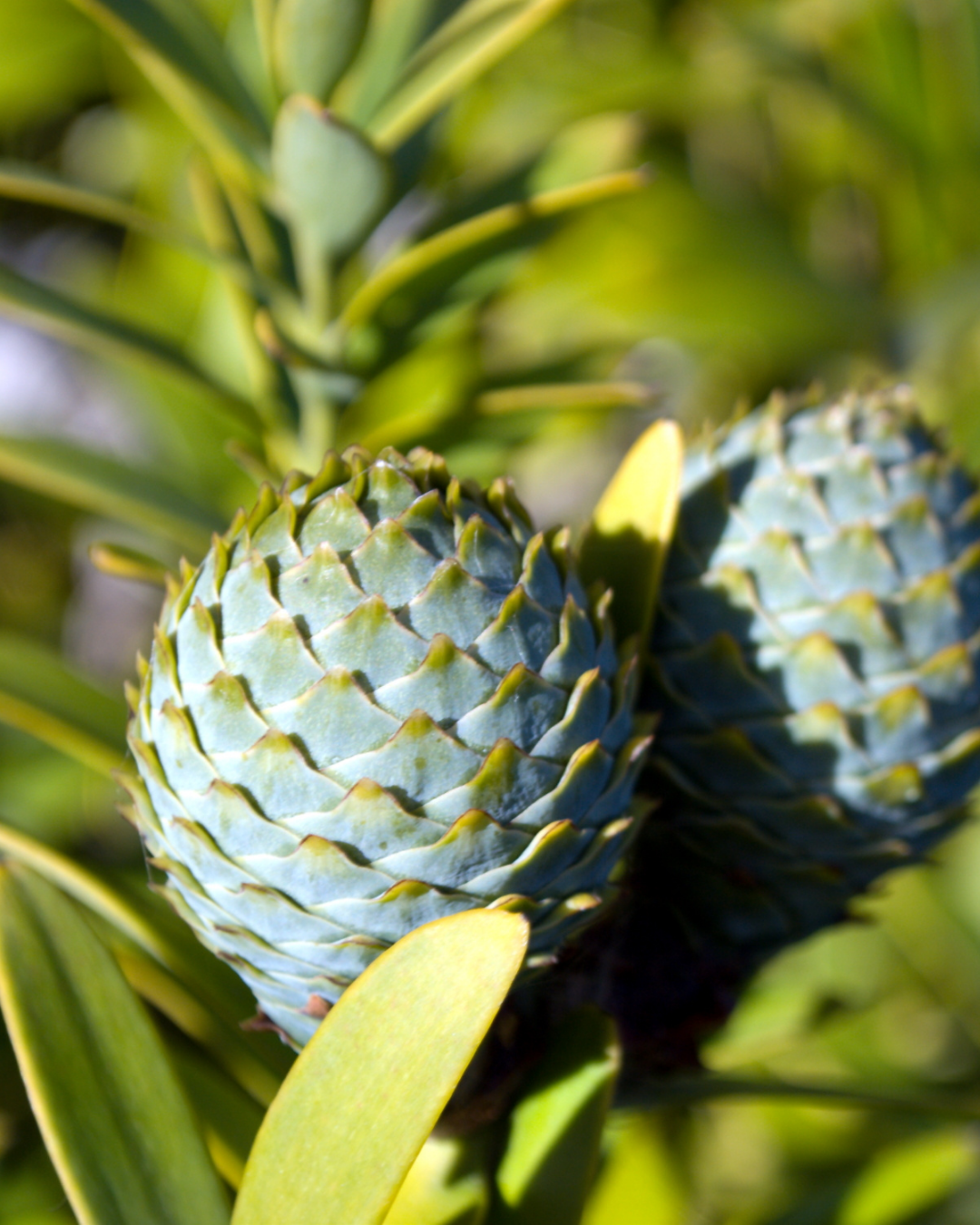 Evergreen Trees Direct