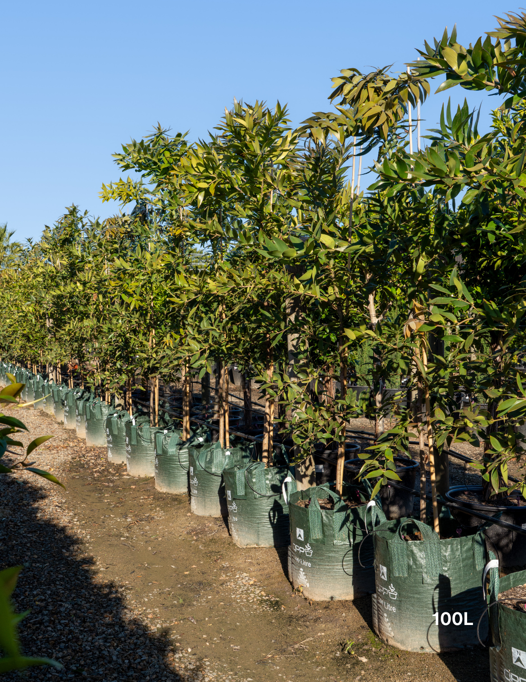 Agathis robusta