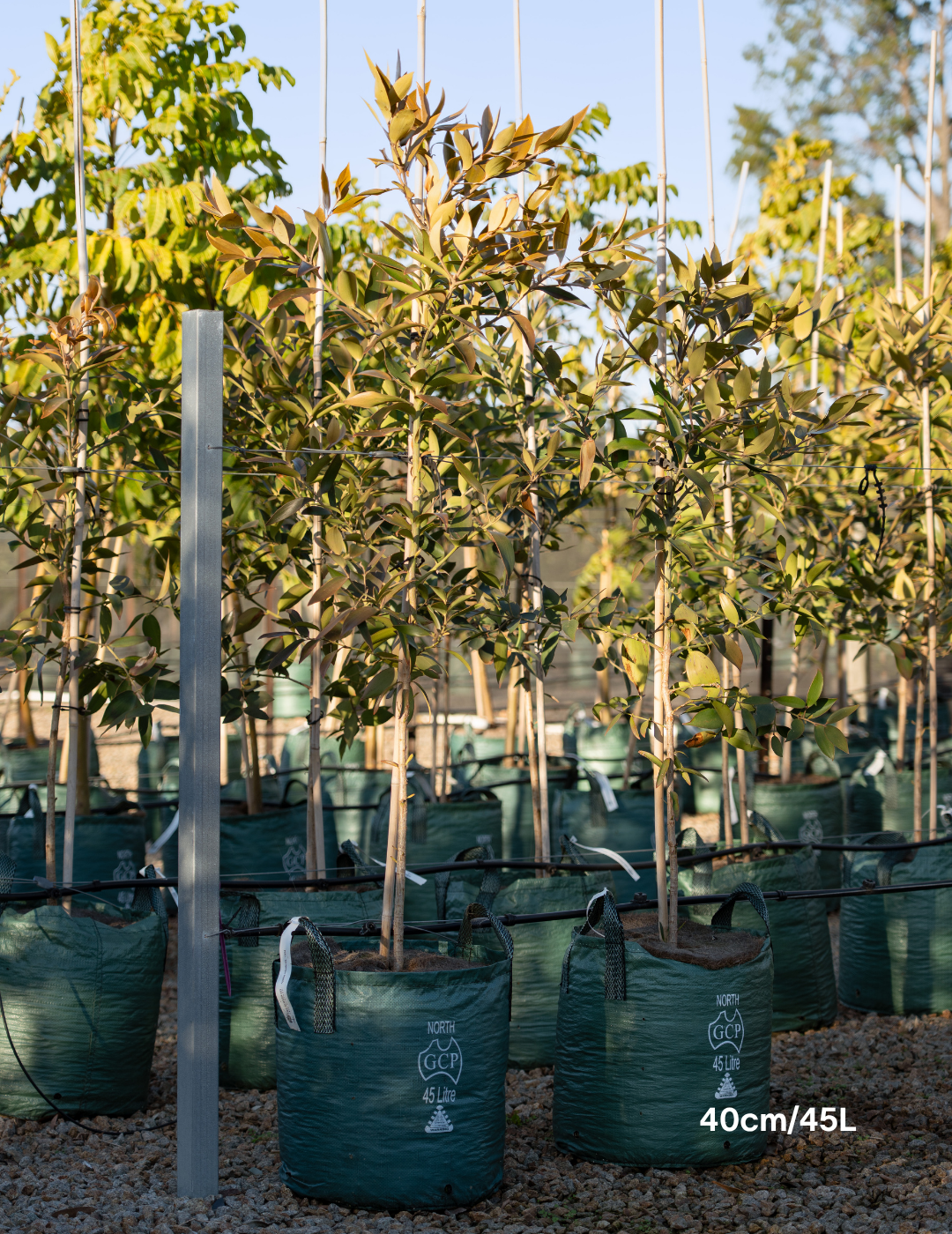 Agathis robusta - Evergreen Trees Direct