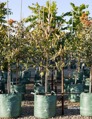 Agathis robusta - Evergreen Trees Direct