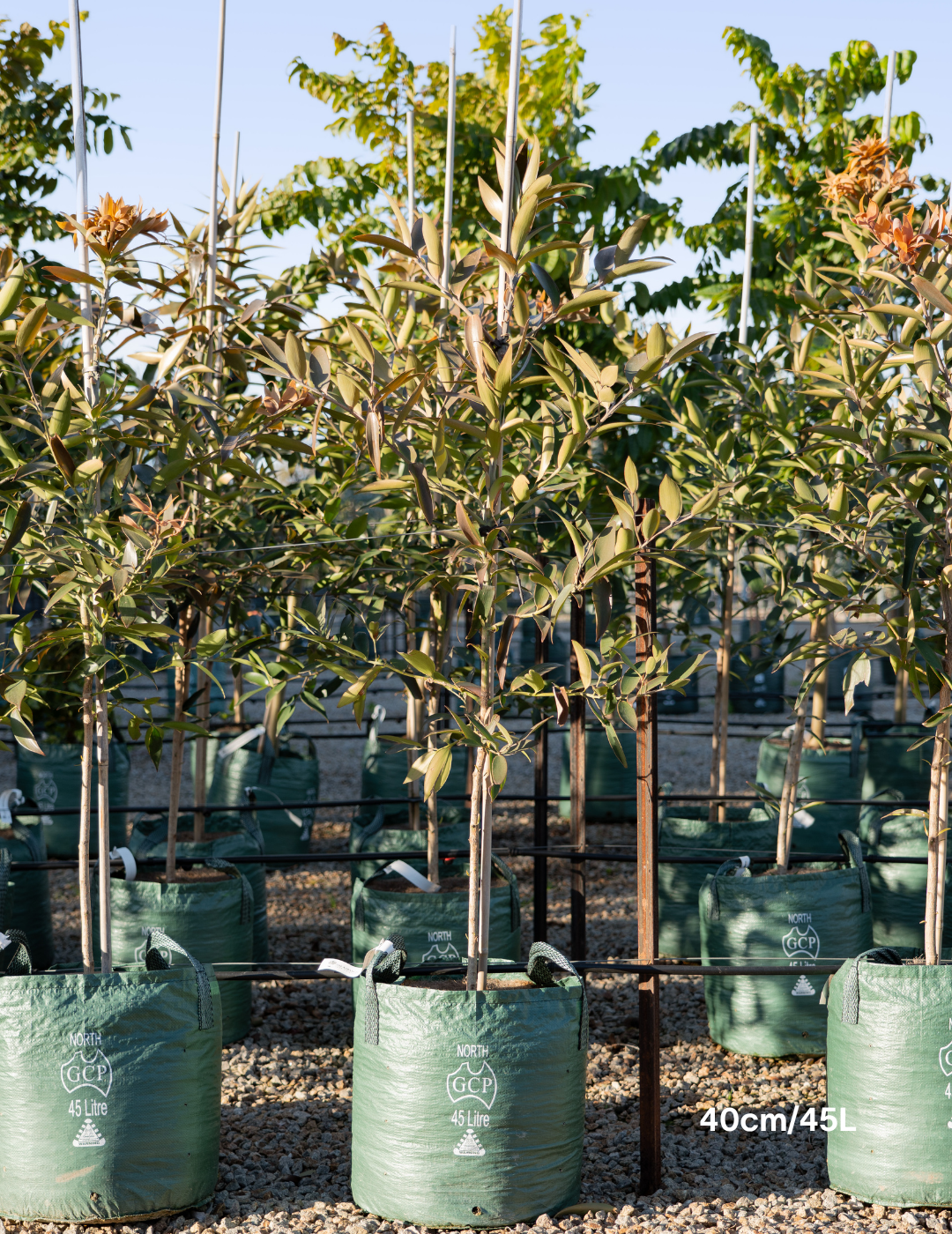 Agathis robusta - Evergreen Trees Direct