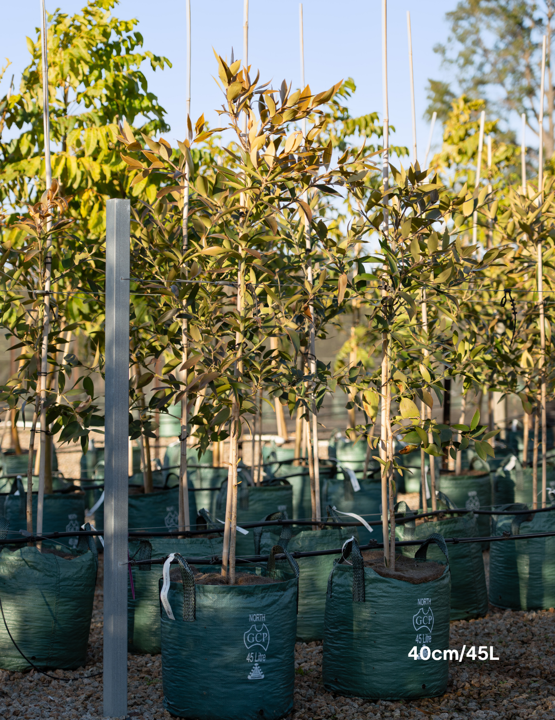 Agathis robusta - Evergreen Trees Direct