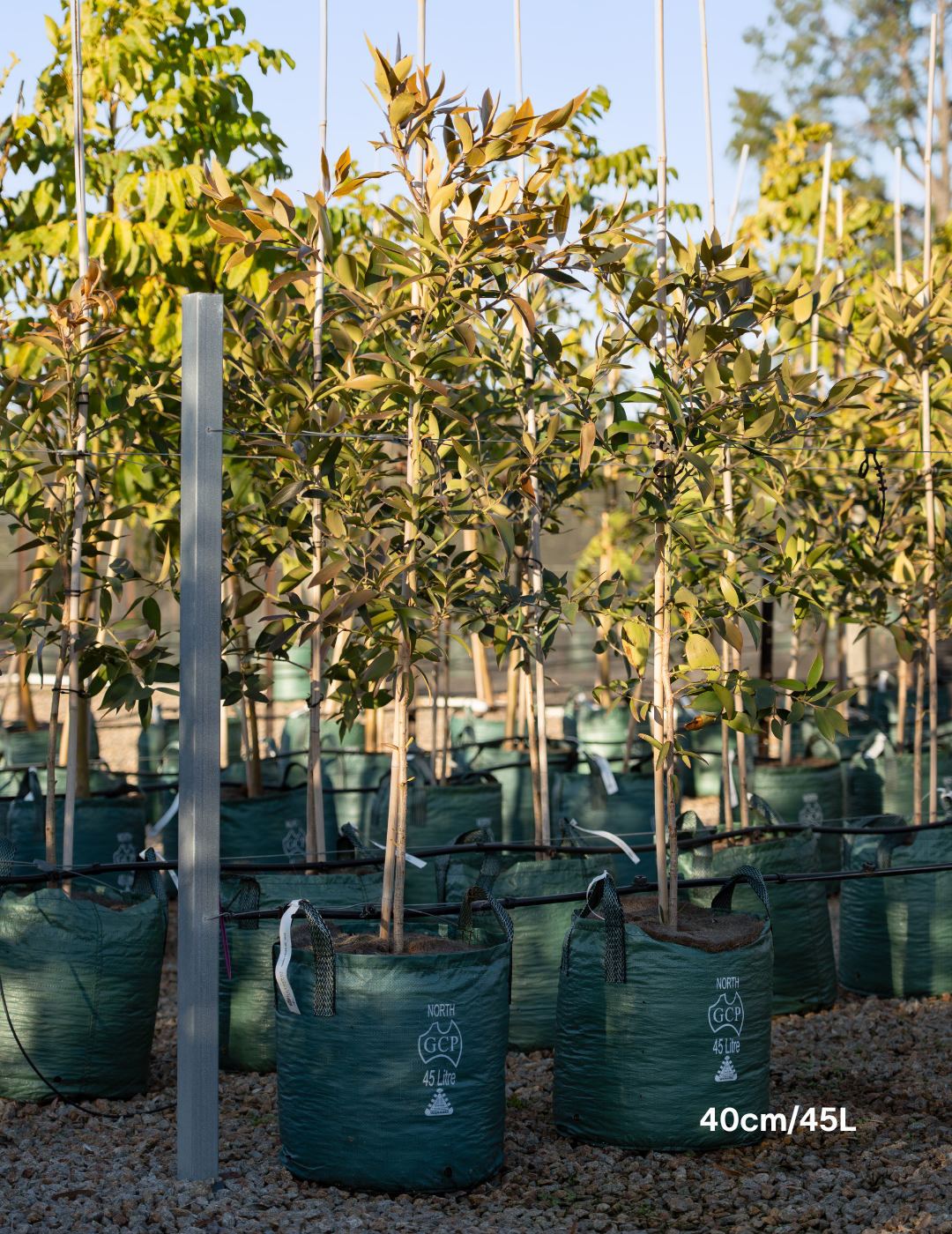 Agathis robusta - Evergreen Trees Direct