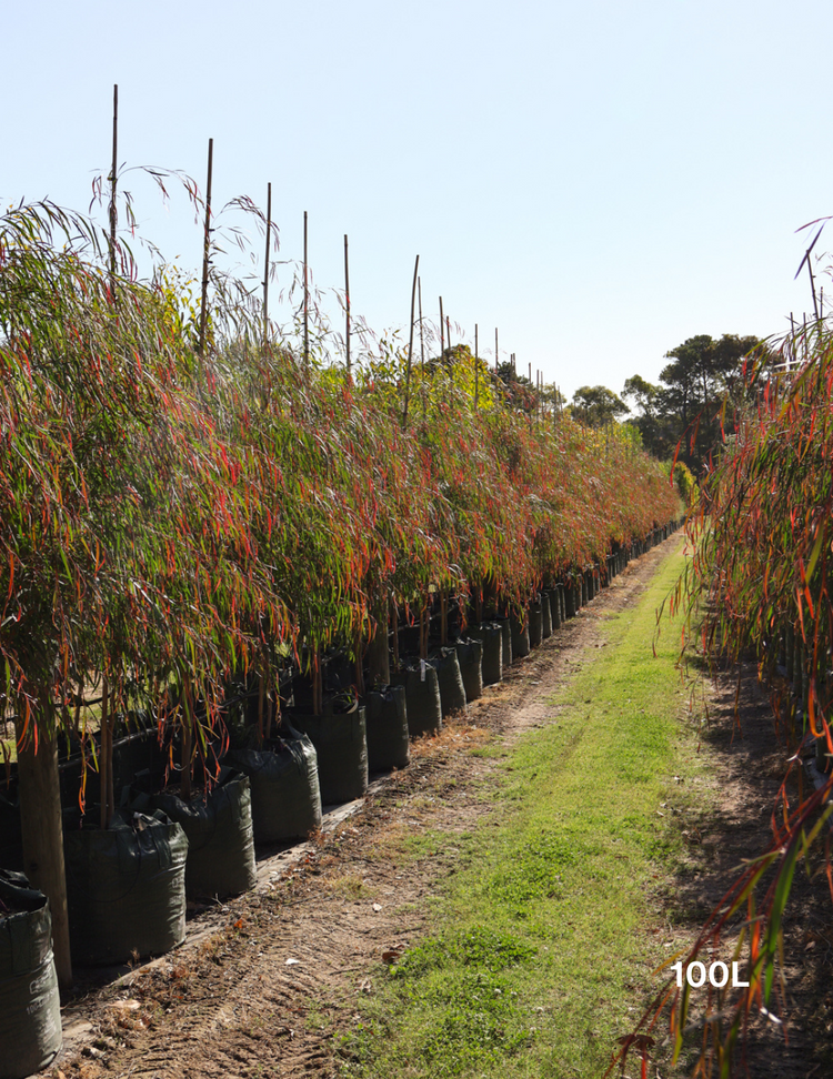 Agonis flexuosa 'Burgundy' - Burgundy Willow Myrtle