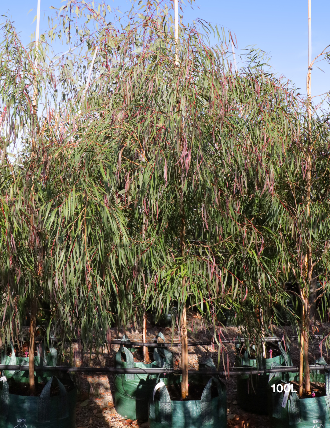 Agonis flexuosa 'Burgundy' - Burgundy Willow Myrtle