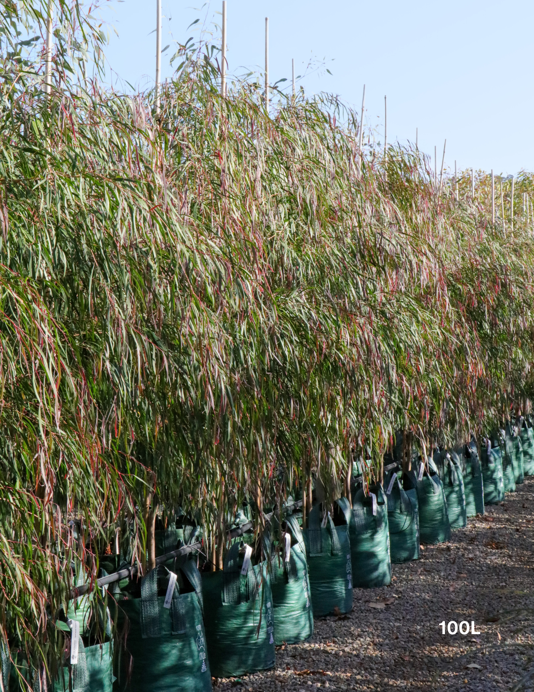 Agonis flexuosa 'Burgundy' - Burgundy Willow Myrtle - Evergreen Trees Direct