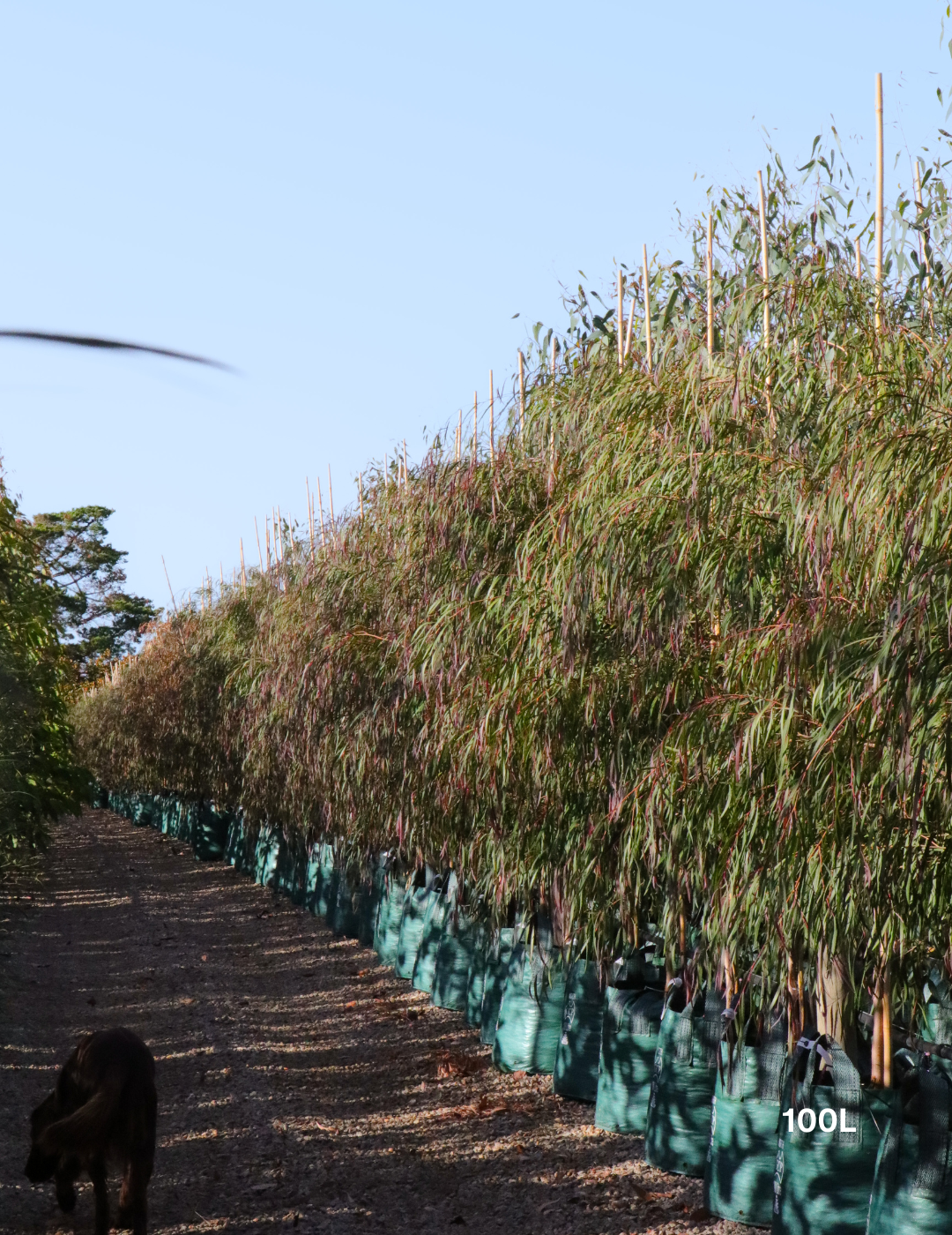 Agonis flexuosa 'Burgundy' - Burgundy Willow Myrtle - Evergreen Trees Direct