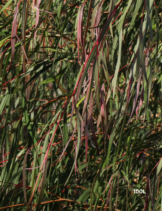 Agonis flexuosa 'Burgundy' - Burgundy Willow Myrtle - Evergreen Trees ...