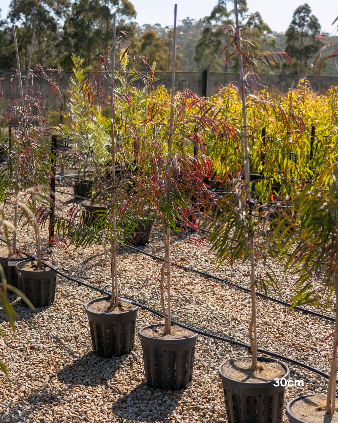 Agonis flexuosa 'Burgundy' Willow Myrtle
