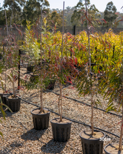 Agonis flexuosa 'Burgundy' Willow Myrtle
