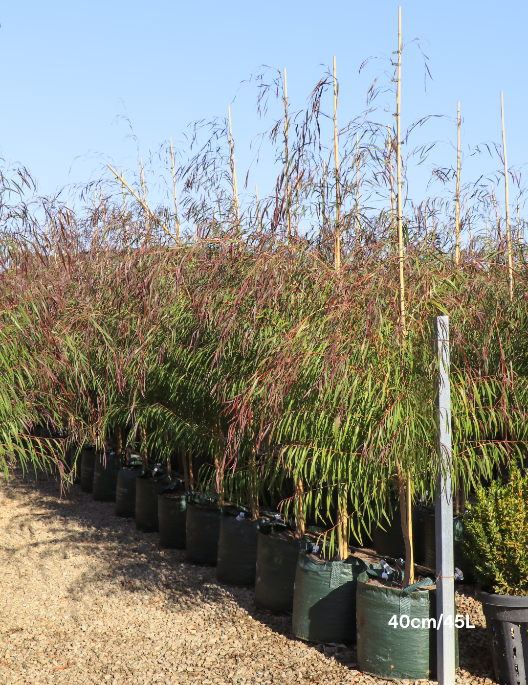 Agonis flexuosa 'Burgundy' - Burgundy Willow Myrtle - Evergreen Trees Direct