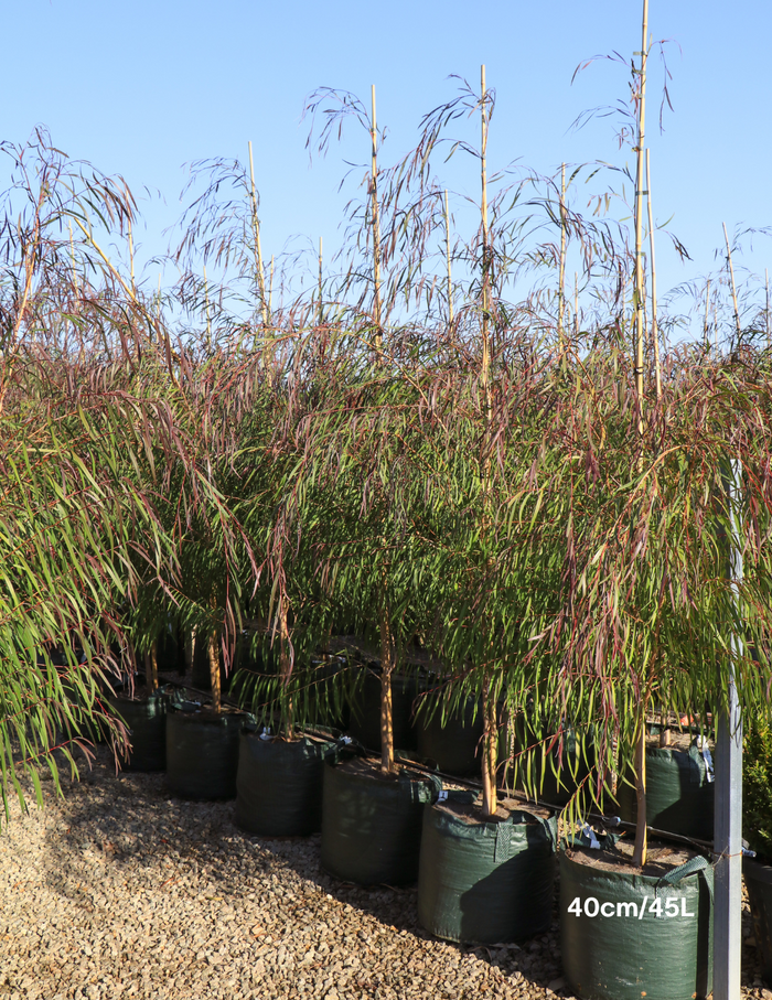 Agonis flexuosa 'Burgundy' - Burgundy Willow Myrtle - Evergreen Trees ...