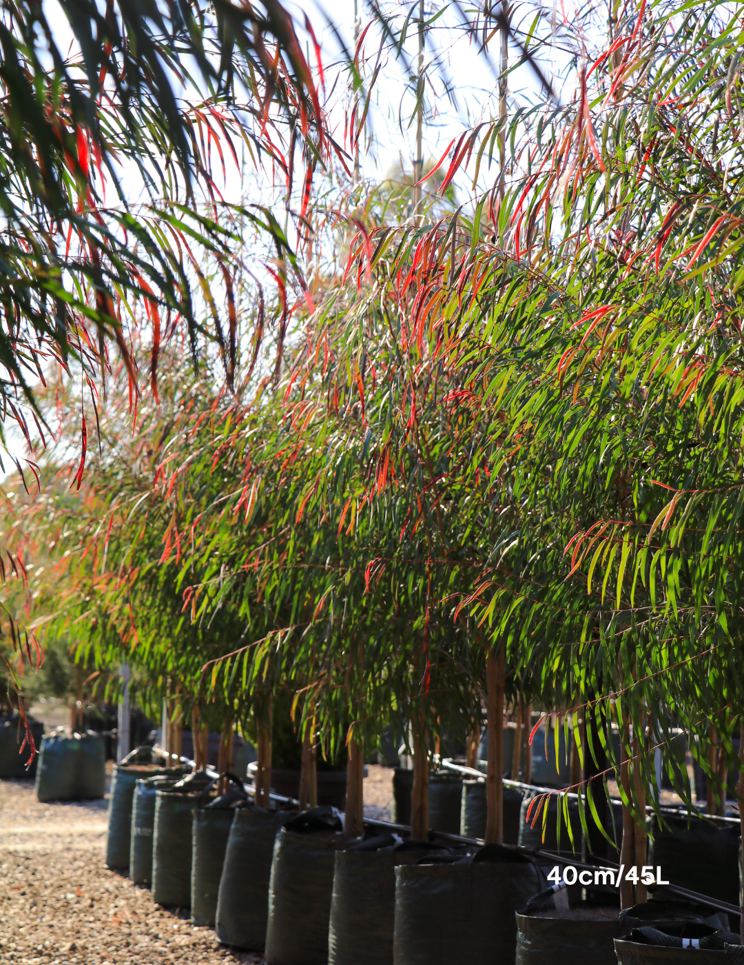 Agonis flexuosa 'Burgundy' - Burgundy Willow Myrtle - Evergreen Trees Direct