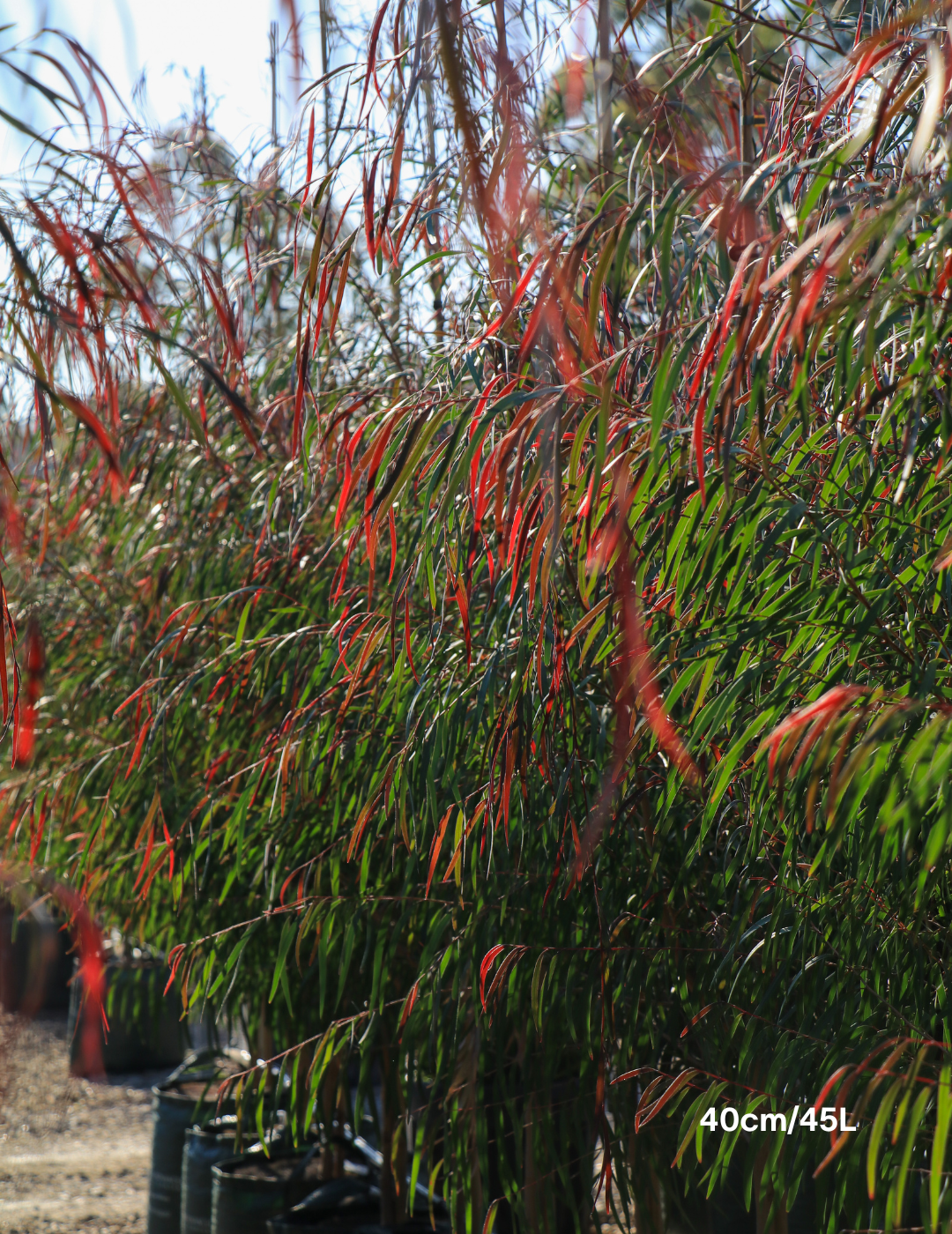 Agonis flexuosa 'Burgundy' - Burgundy Willow Myrtle - Evergreen Trees Direct