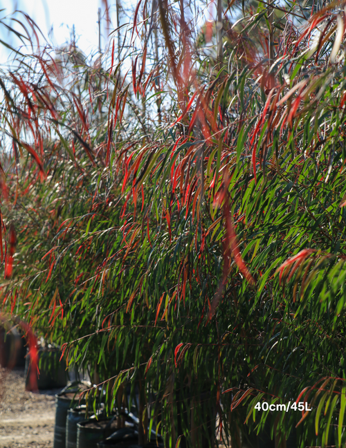 Agonis flexuosa 'Burgundy' - Burgundy Willow Myrtle - Evergreen Trees ...