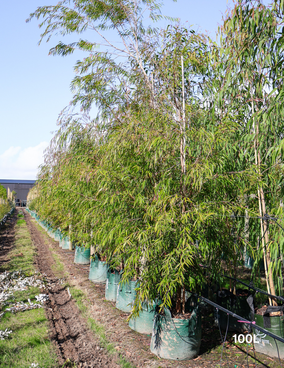 Agonis flexuosa - Evergreen Trees Direct