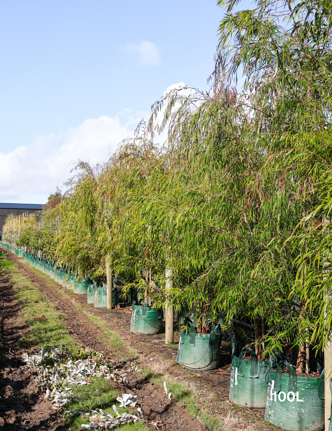 Agonis flexuosa - Evergreen Trees Direct