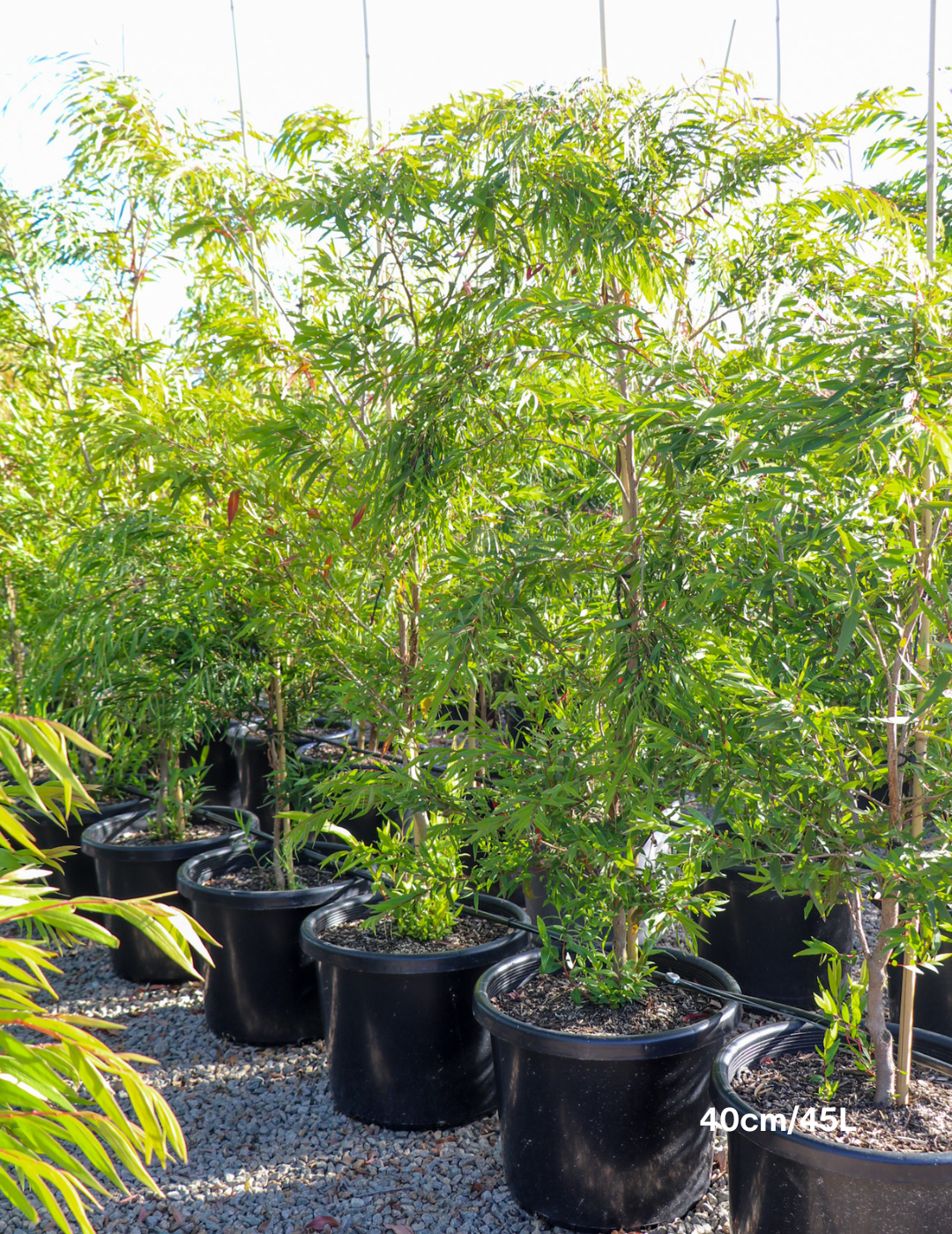 Agonis flexuosa - Evergreen Trees Direct